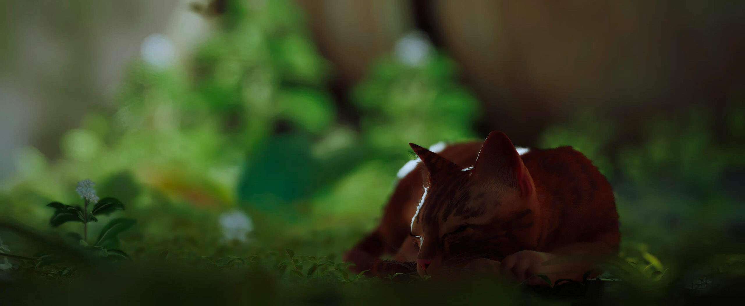 L’Histoire de Stray : bien plus qu’une affaire de chat